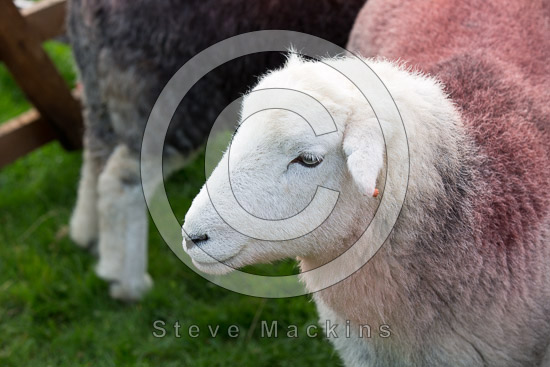 Great Strickland Farm Herdwick Sheep