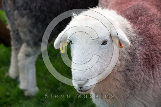 Skelton Lakeland Sheep