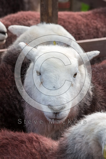 Kirkby Stephen Lakeland Sheep