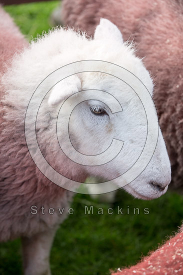 Great Carrs Valley Herdwick Sheep