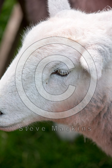 Kentmere Lake district Sheep