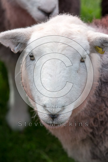 Ings Valley Lake district Sheep