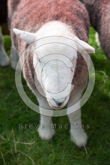 Thunacar Knott Lake district Sheep