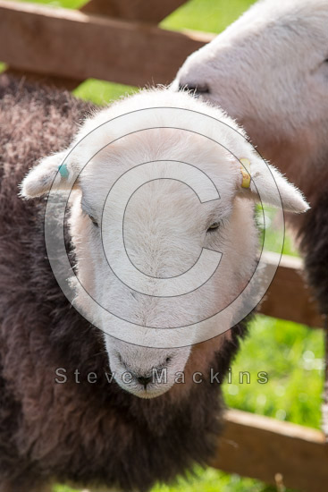 Thurstonfield Farm Herdwick Sheep