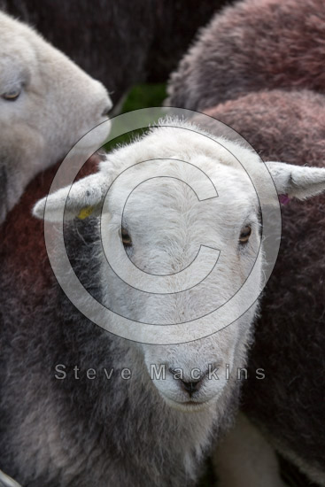 Cartmel Field Herdwick Sheep