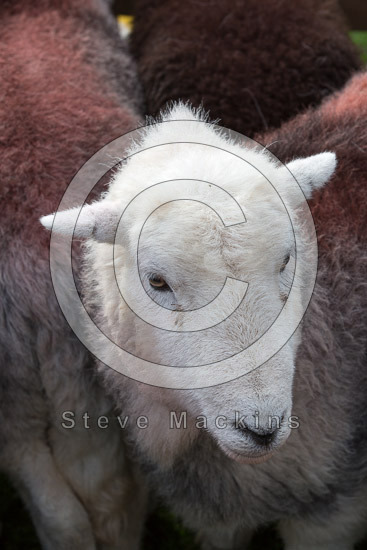 Helvellyn Field Lake district Sheep