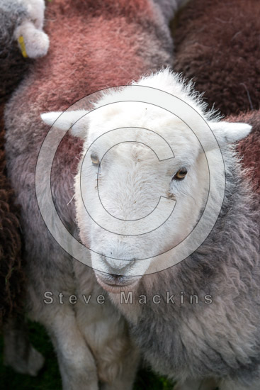 Rossett Pike Valley Lakeland Sheep