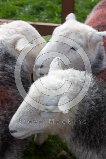Gamblesby Herdwick Sheep