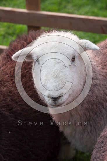 Firbank Fell Field Herdwick Sheep