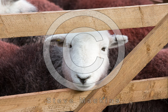 Armathwaite Field Herdwick Sheep