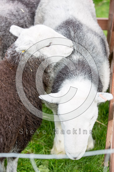 Lonscale Fell Farm Herdwick Sheep