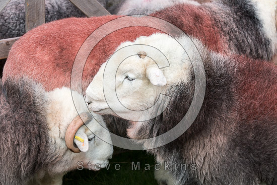 Troutbeck (Windermere) Farm Lakeland Sheep