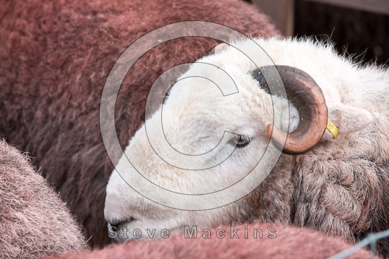 Newton Reigny Field Herdwick Sheep