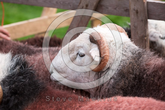 Urswick Great and Little Field Lakeland Sheep