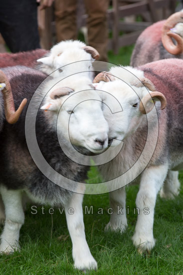 Rest Dodd Valley Herdwick Sheep