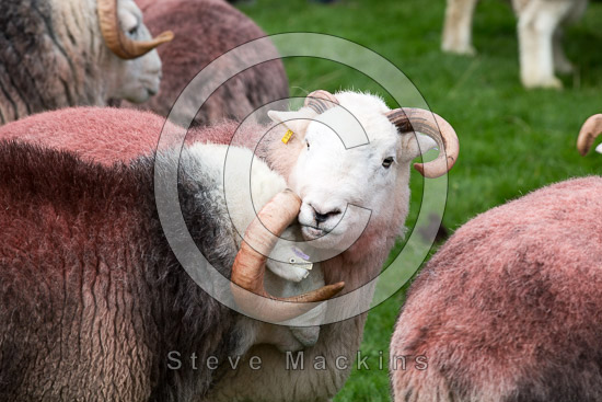 Boltongate Herdwick Sheep