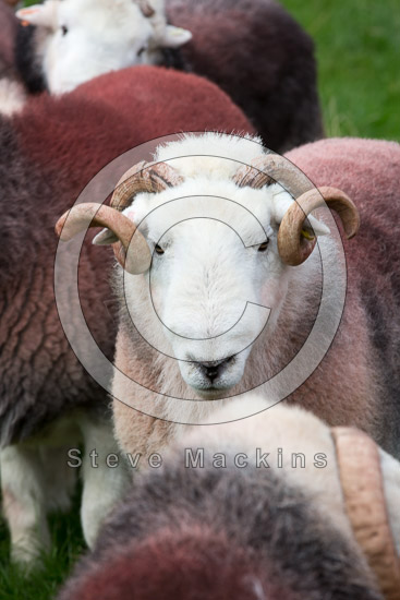 Eel Crag (Crag Hill) Valley Lake district Sheep