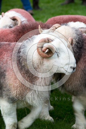 Great Broughton Valley Lake district Sheep