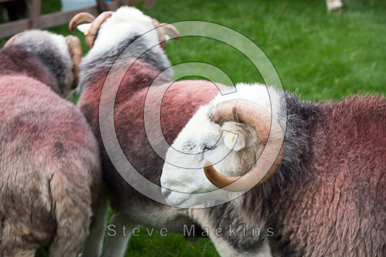 Long Side Farm Lakeland Sheep