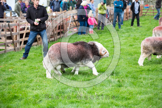 Wandope Farm Herdwick Sheep