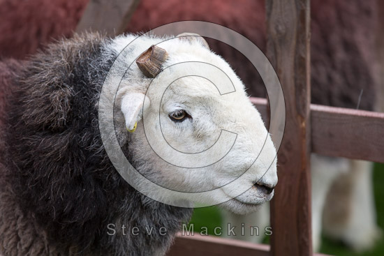 Low Wood Lake district Sheep