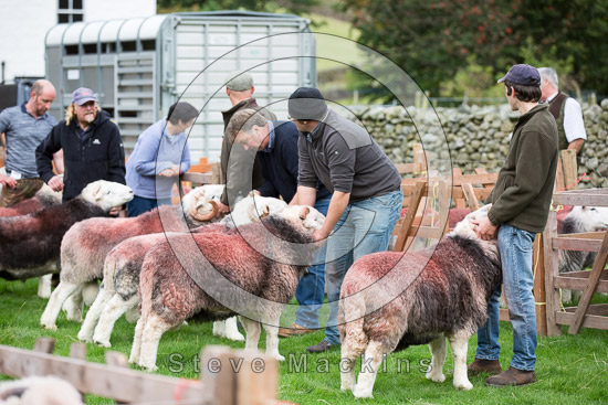 Dove Crag Farm Lake district Sheep