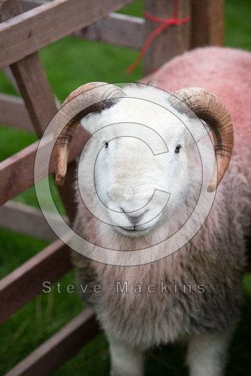 Beetham Field Lakeland Sheep