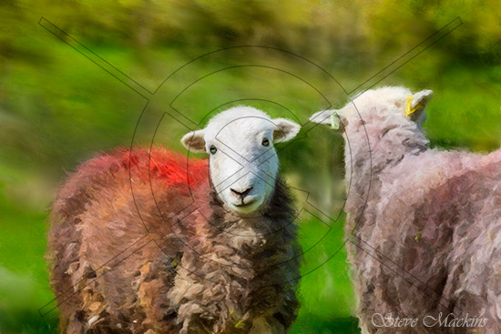 Red-Back Herdwick - Herdwick Sheep