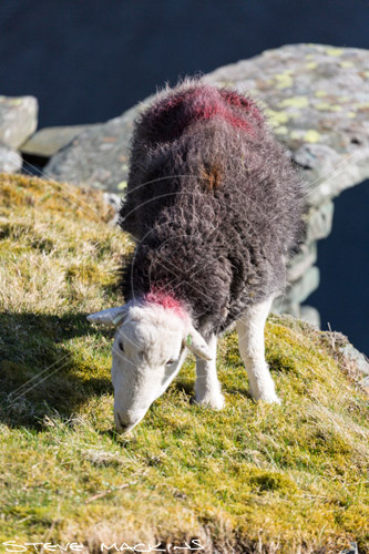 Anthorn Valley Herdwick Sheep
