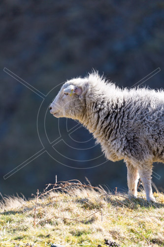 Hart Crag Valley Herdwick Ewe