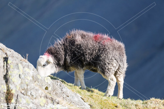 Hethersgill Valley Herdwick Sheep