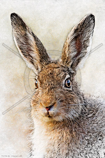 Hare III (portrait version)