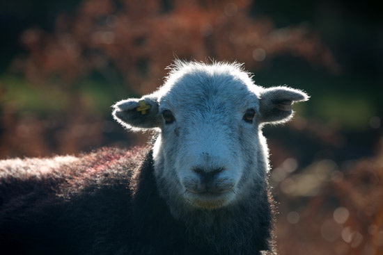 Fairfield Farm Herdwick Sheep