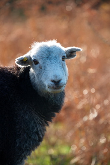 Spark Bridge Farm Herdwick Sheep