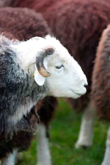 Alston Lakeland Sheep