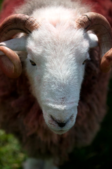 Natland Valley Lake district Sheep