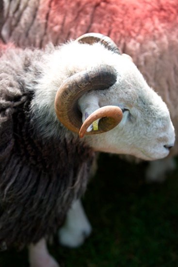 Loft Crag Farm Lakeland Sheep