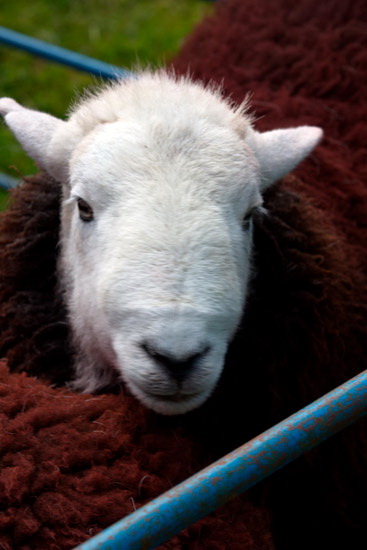 Cotehill Field Lakeland Sheep