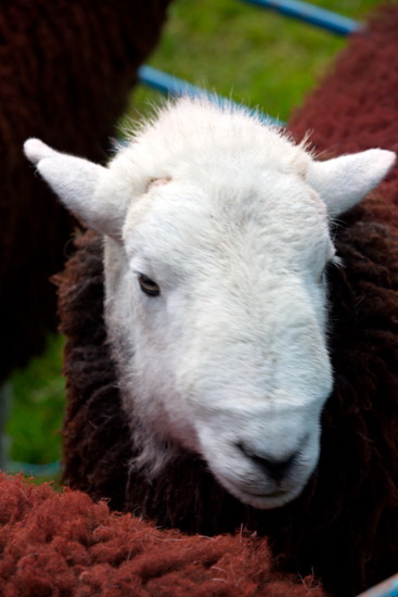 Holme St. Cuthbert Valley Lakeland Sheep