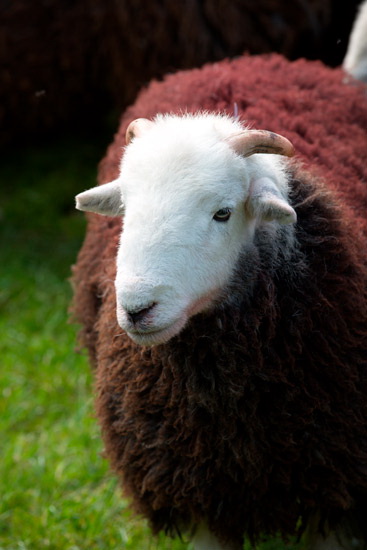 Seathwaite (Borrowdale) Field Lakeland Sheep