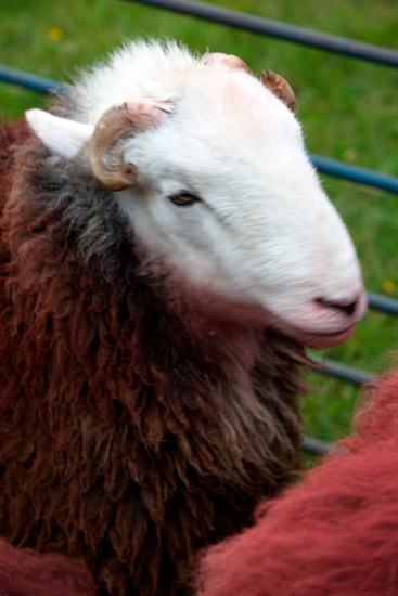 Little Asby Farm Herdwick Sheep