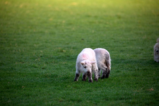Bowscale Valley Lake district Sheep