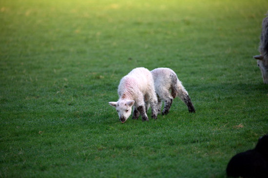 Boltongate Field Herdwick Sheep