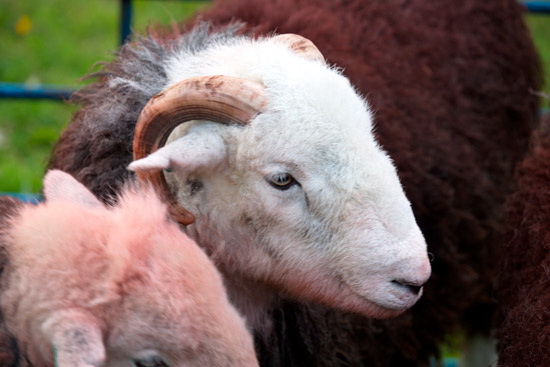 Mardale Ill Bell Field Herdwick Sheep