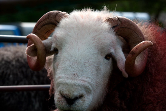 Harter Fell, Eskdale Farm Herdwick Sheep