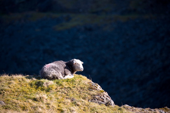 Armathwaite Valley Lake district Sheep