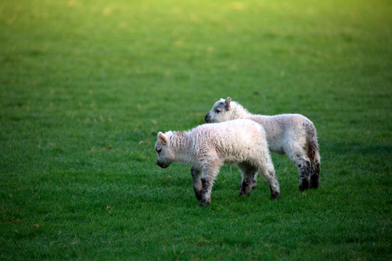 Sedbergh Valley Lakeland Sheep