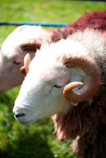 Drumburgh Farm Lakeland Sheep