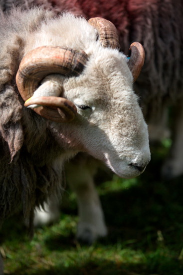Millbeck (Keswick) Field Lake district Sheep