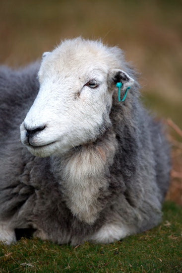 Ings Valley Herdwick Sheep